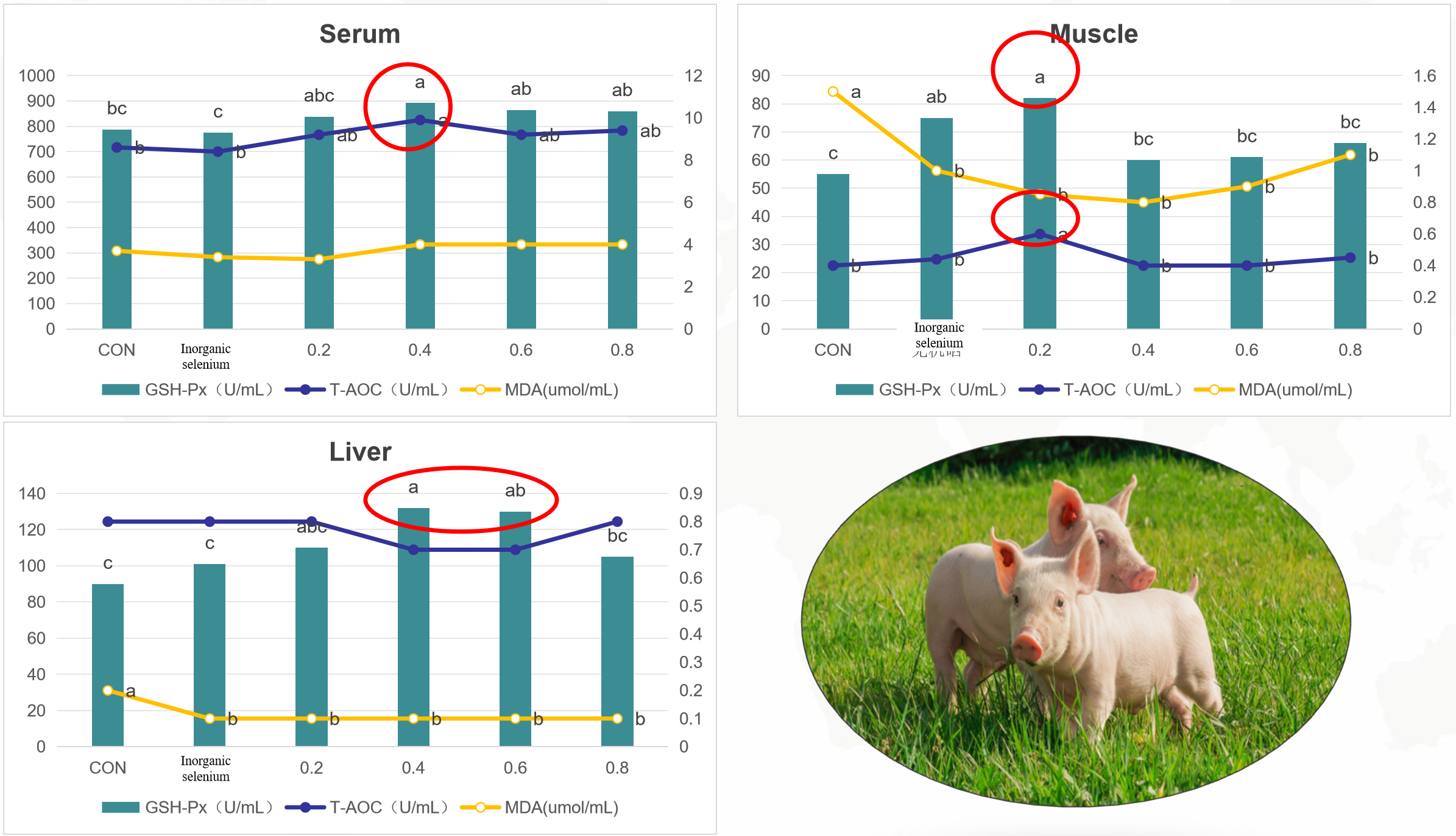 ಉತ್ಕರ್ಷಣ ನಿರೋಧಕ ಸಾಮರ್ಥ್ಯವನ್ನು ಸುಧಾರಿಸಿ ಮತ್ತು ರೋಗನಿರೋಧಕ ಶಕ್ತಿಯನ್ನು ಹೆಚ್ಚಿಸಿ