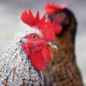 Kev Yug Me Nyuam-Nqaij Qaib-2(1)