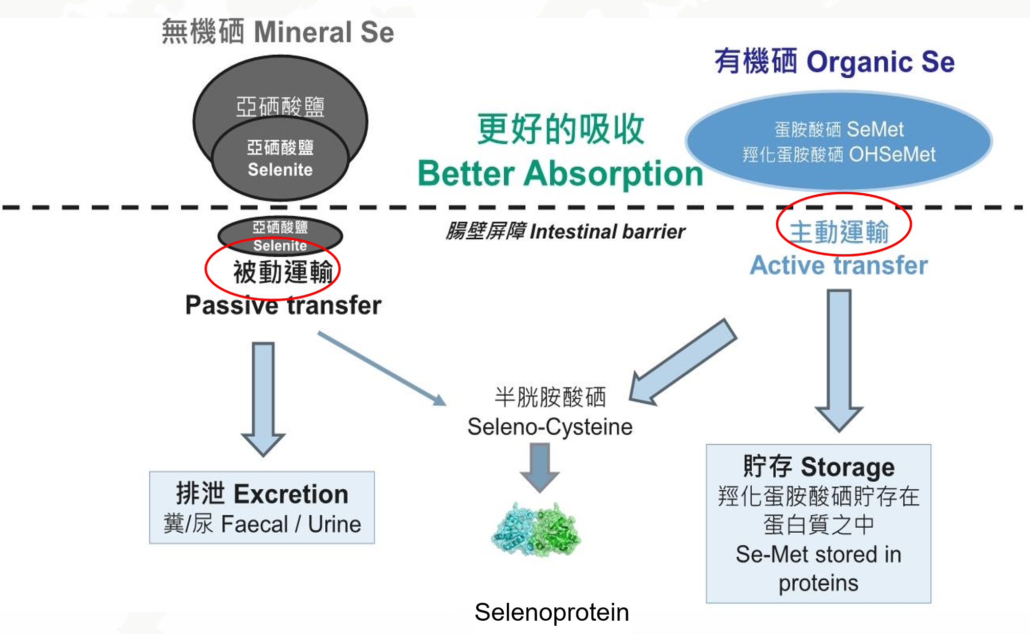 ವಿಭಿನ್ನ ಹೀರಿಕೊಳ್ಳುವ ಮಾರ್ಗಗಳು ಮತ್ತು ವಿಭಿನ್ನ ಜೈವಿಕ ಲಭ್ಯತೆ
