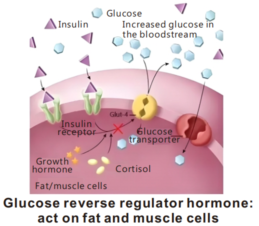 Glukosereverseregulatorhormoan wurket op fet- en spiersellen