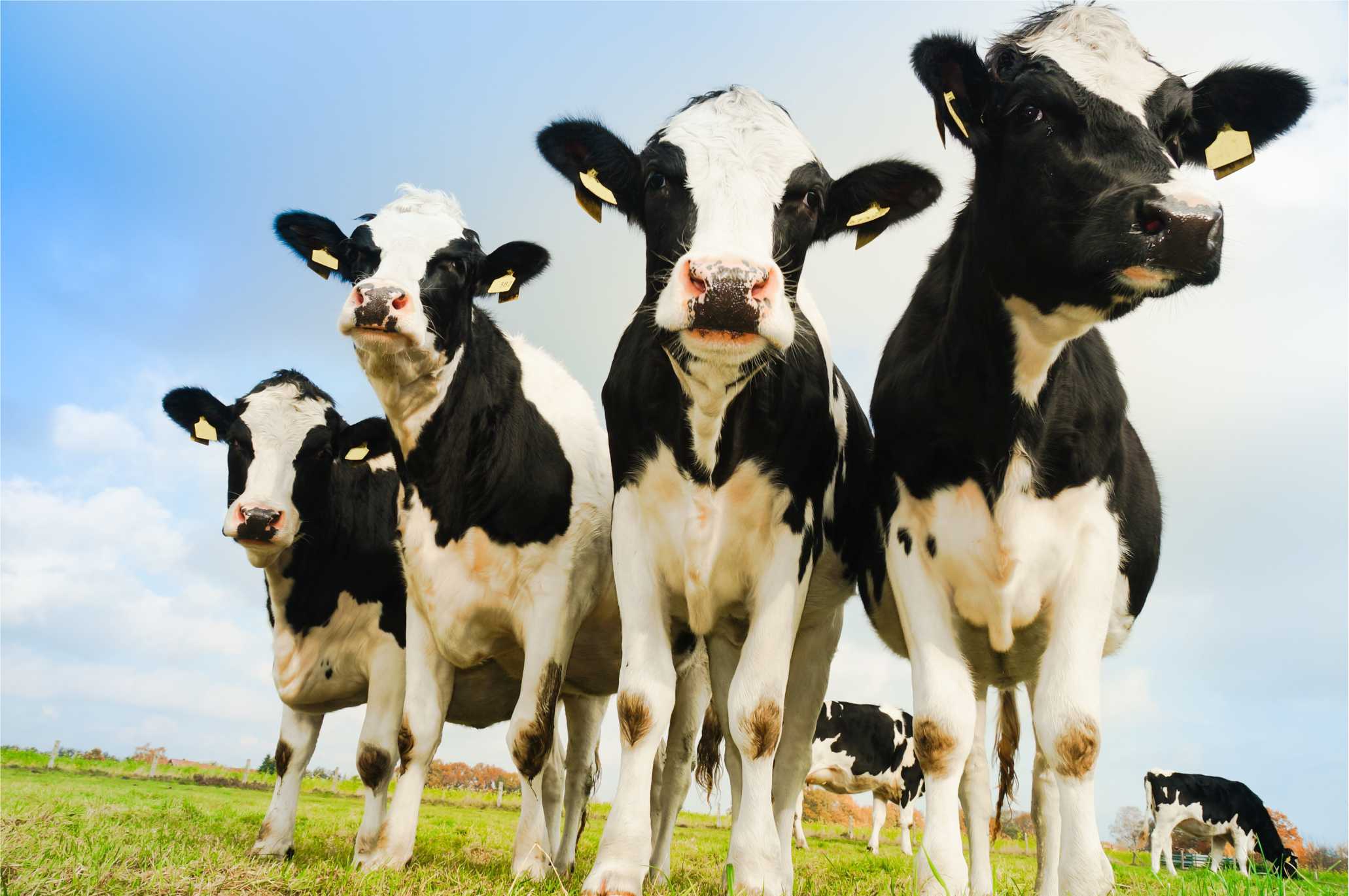 Минерални премикс за краве млекаре Премикс елемената у траговима за преживаре