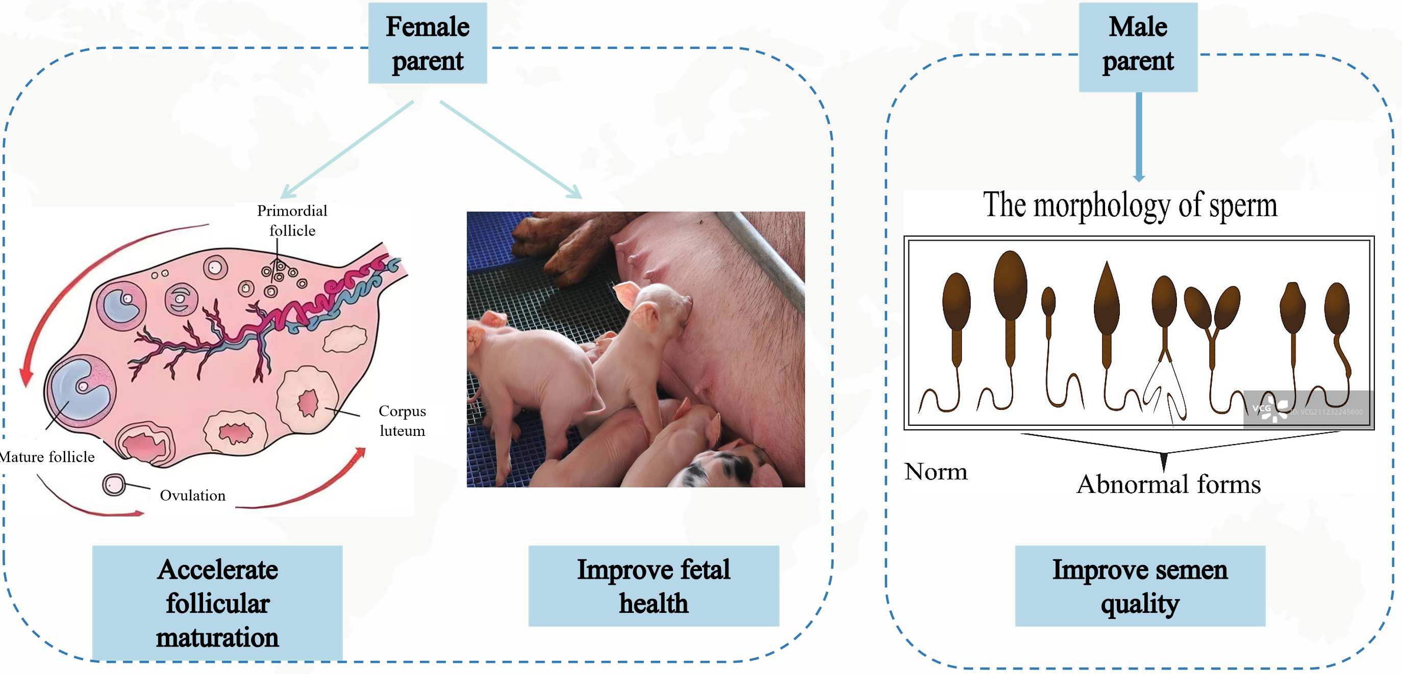 ಸಂತಾನೋತ್ಪತ್ತಿ ಕಾರ್ಯಕ್ಷಮತೆ