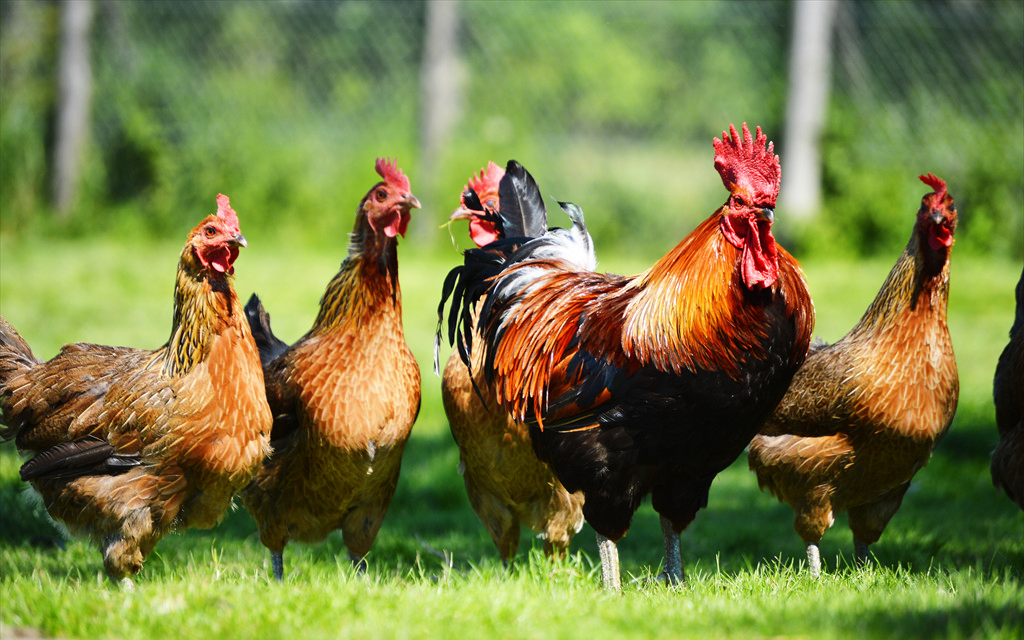 Елементи во трагови Премикс за кокошки за одгледувачи