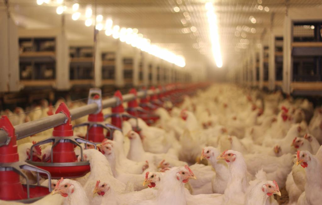 Микроелементи Премикс Храна за пилета за бройлери
