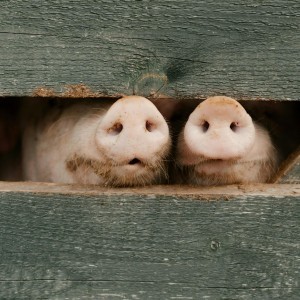 Cov khoom sib xyaw ua ntej rau menyuam npua (6)