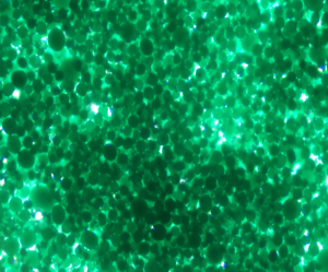 Sustar®-TBCC, Alpha Crystalline Daim Ntawv ntawm Hydroxy Copper