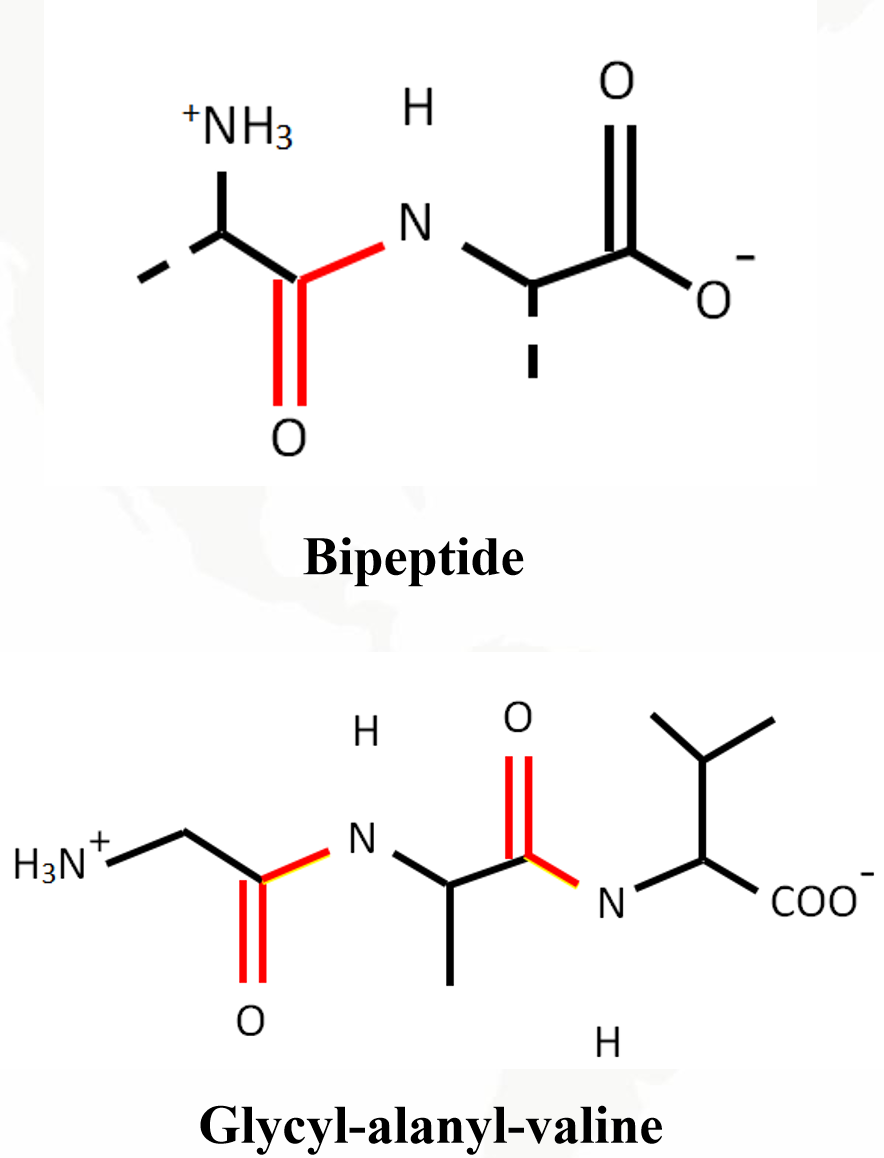 Coordinating groups of amino acids and peptides chelated with metals
