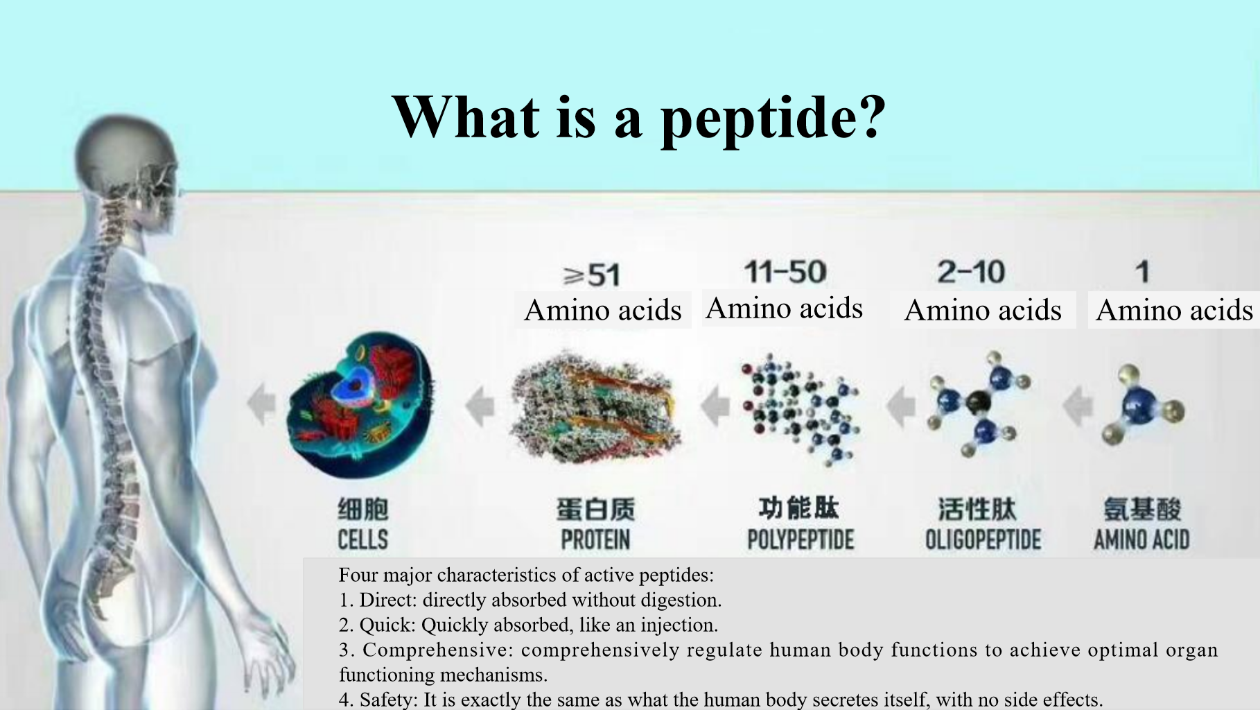 What is a peptide
