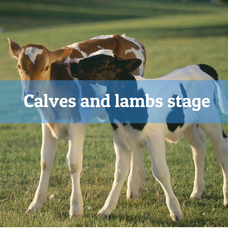 2.Calves-and-lambs-stage