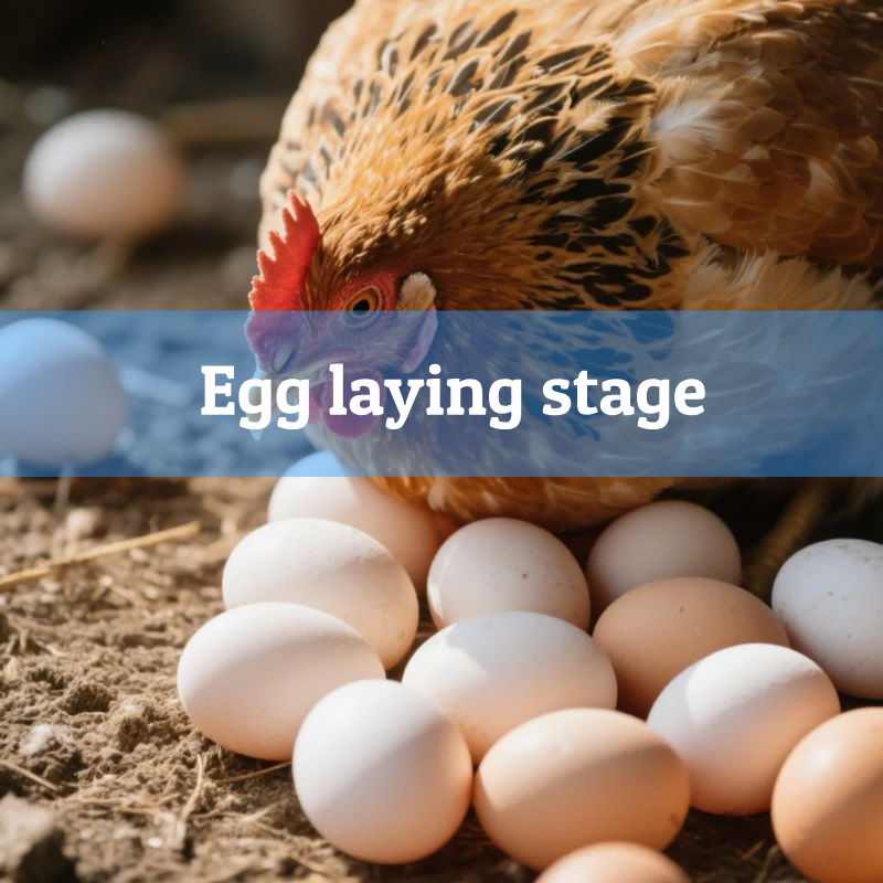 2.Egg-laying-stage