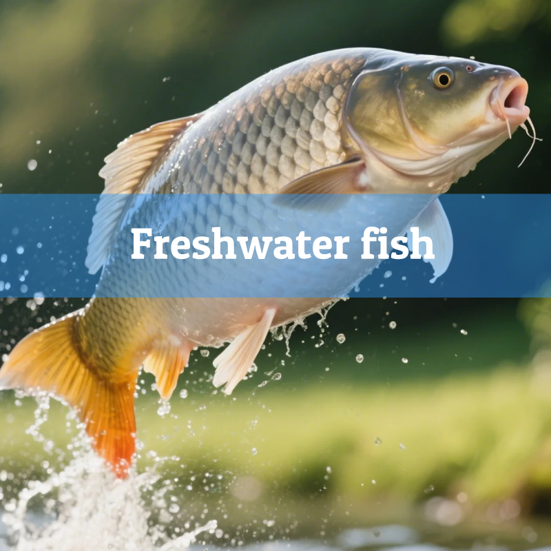 2.Freshwater fish
