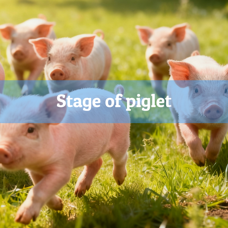 2.Stage-of-piglet