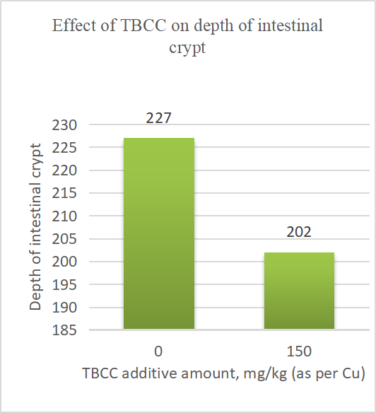Qhov cuam tshuam ntawm TBCC rau txoj hnyuv ntawm piglets