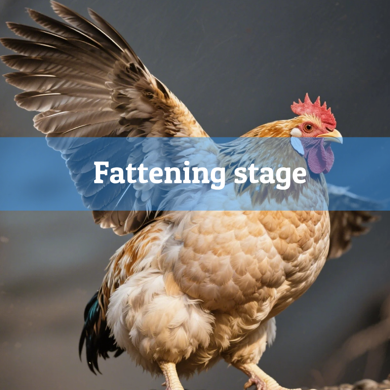3.Fattening-stage