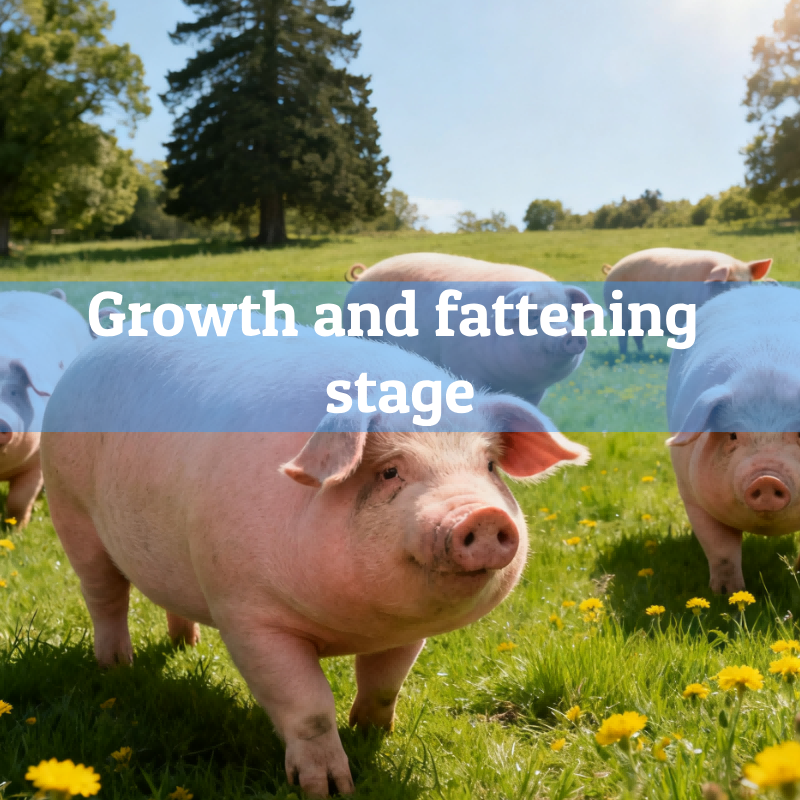 3.Growth-and-fattening-stage