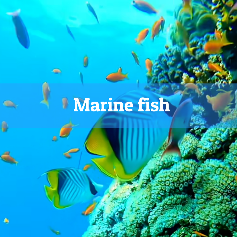 3.Marine fish