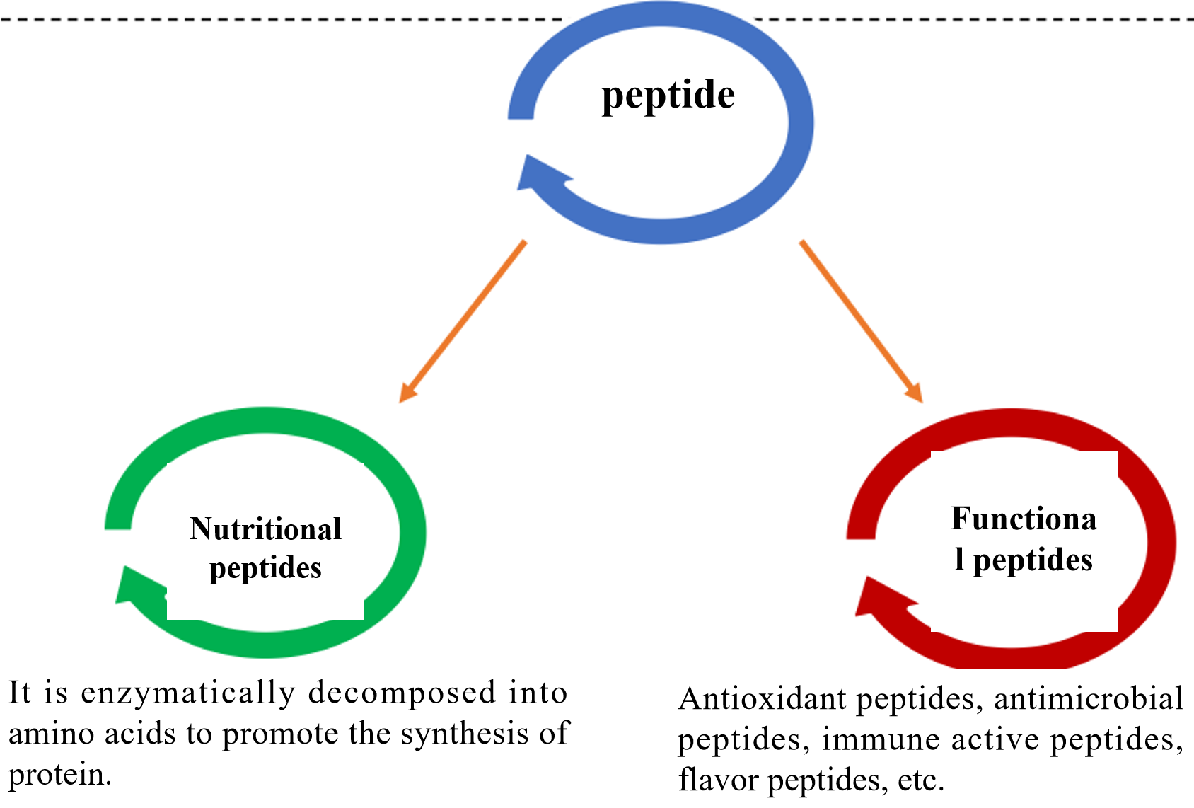 Binding peptide
Phosphopeptide
Related reagents
Antimicrobial peptide
Immune peptide
Neuropeptide
Hormone peptide
Antioxidant peptide
Nutritional peptides
Seasoning peptides