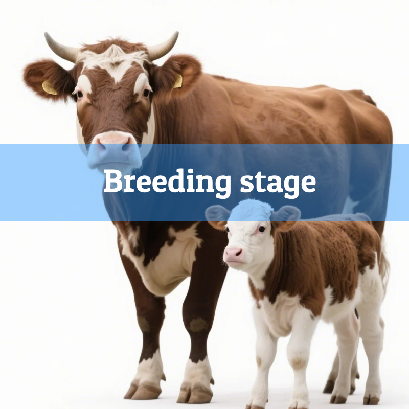 4.Breeding stage