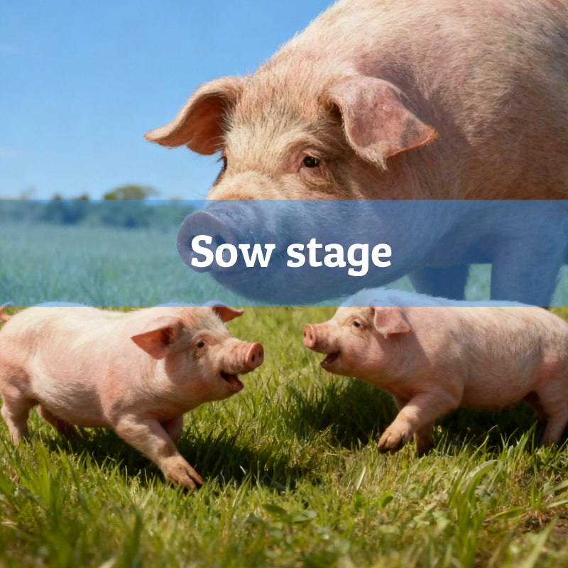 4.Sow-stage