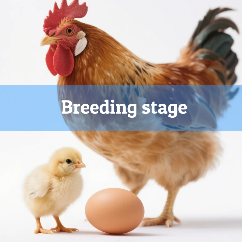 4.Stage of breeding
