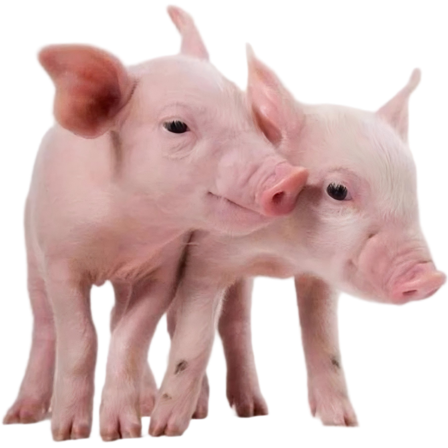 pig