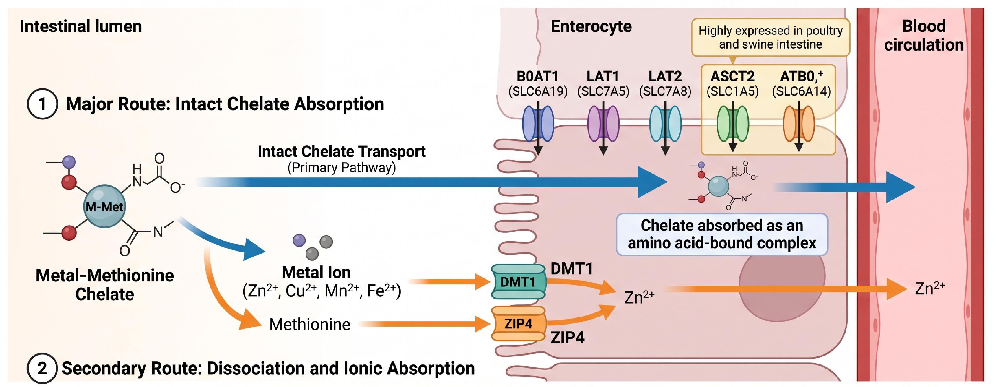 Absorption Pathways of Metal-Methionine Chelates in the Intestine