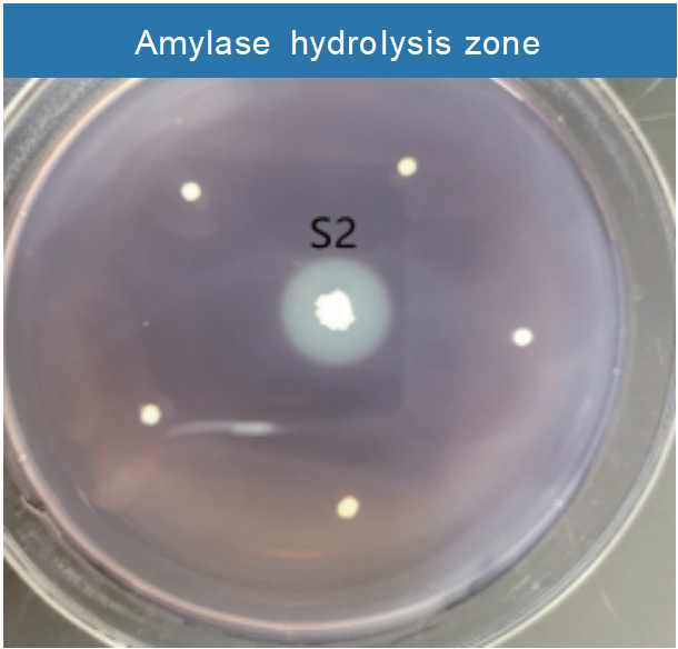 Amylase hydrolysis zone