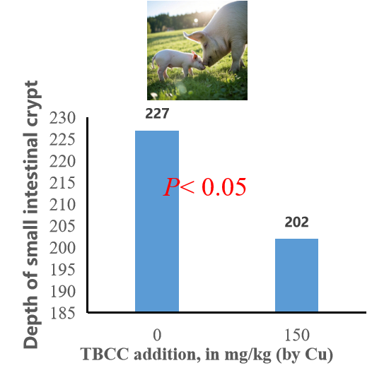 Application effect of TBCC in pig