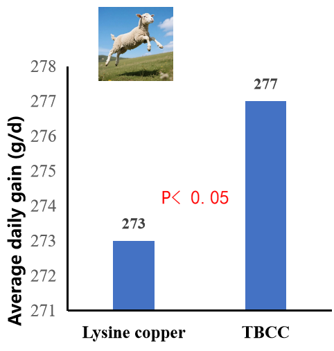 Application effect of TBCC in sheep