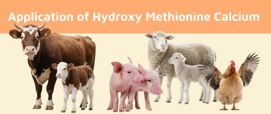 Application of Hydroxy Methionine Calcium 1