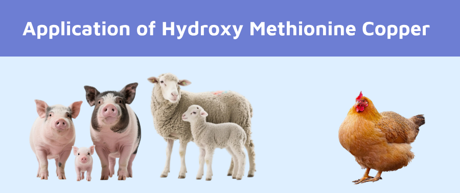 Application of Hydroxy Methionine Copper 1