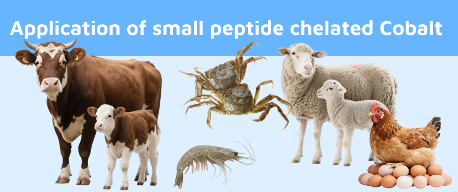 Application of small peptide chelated Cobalt1