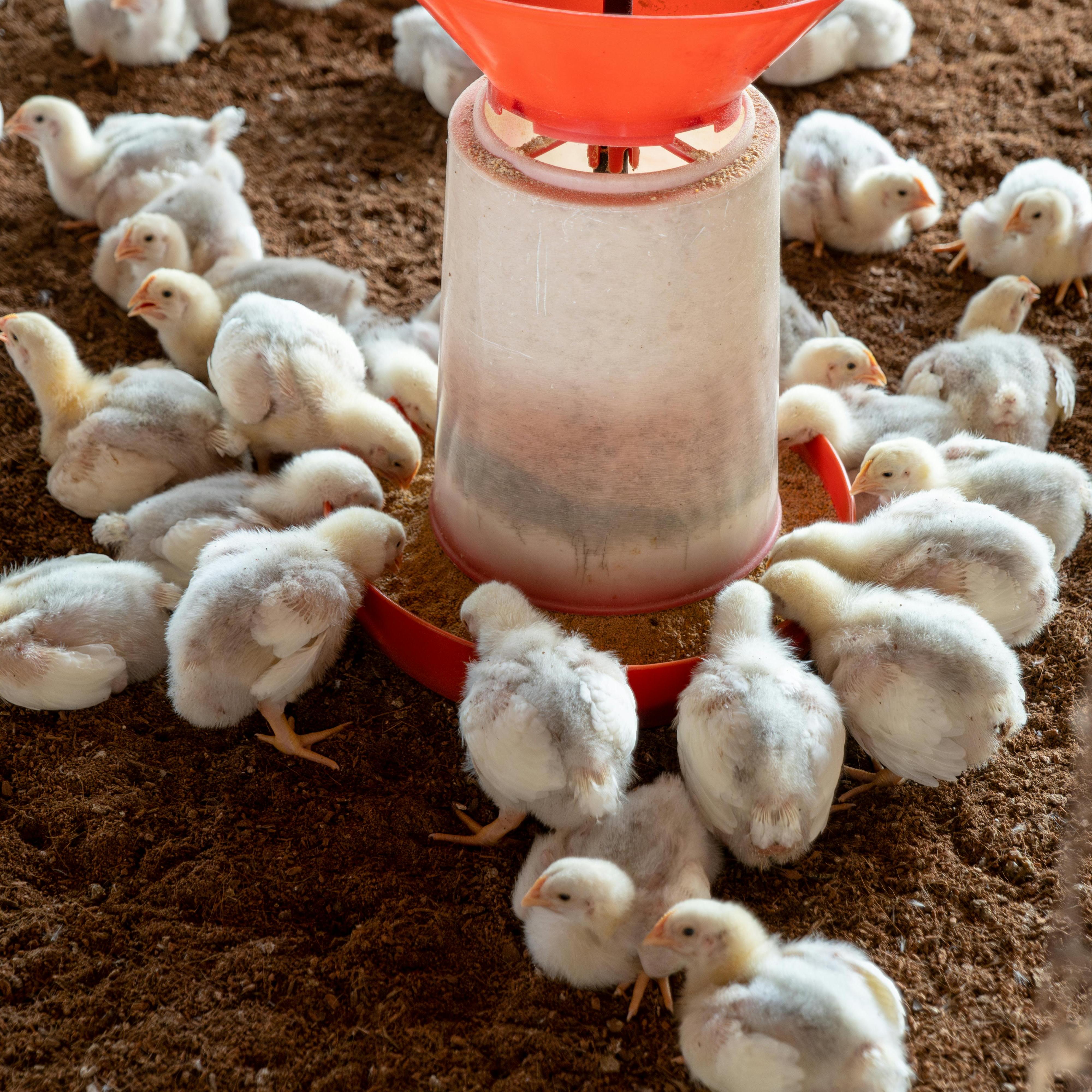 Breeding Poultry (1)