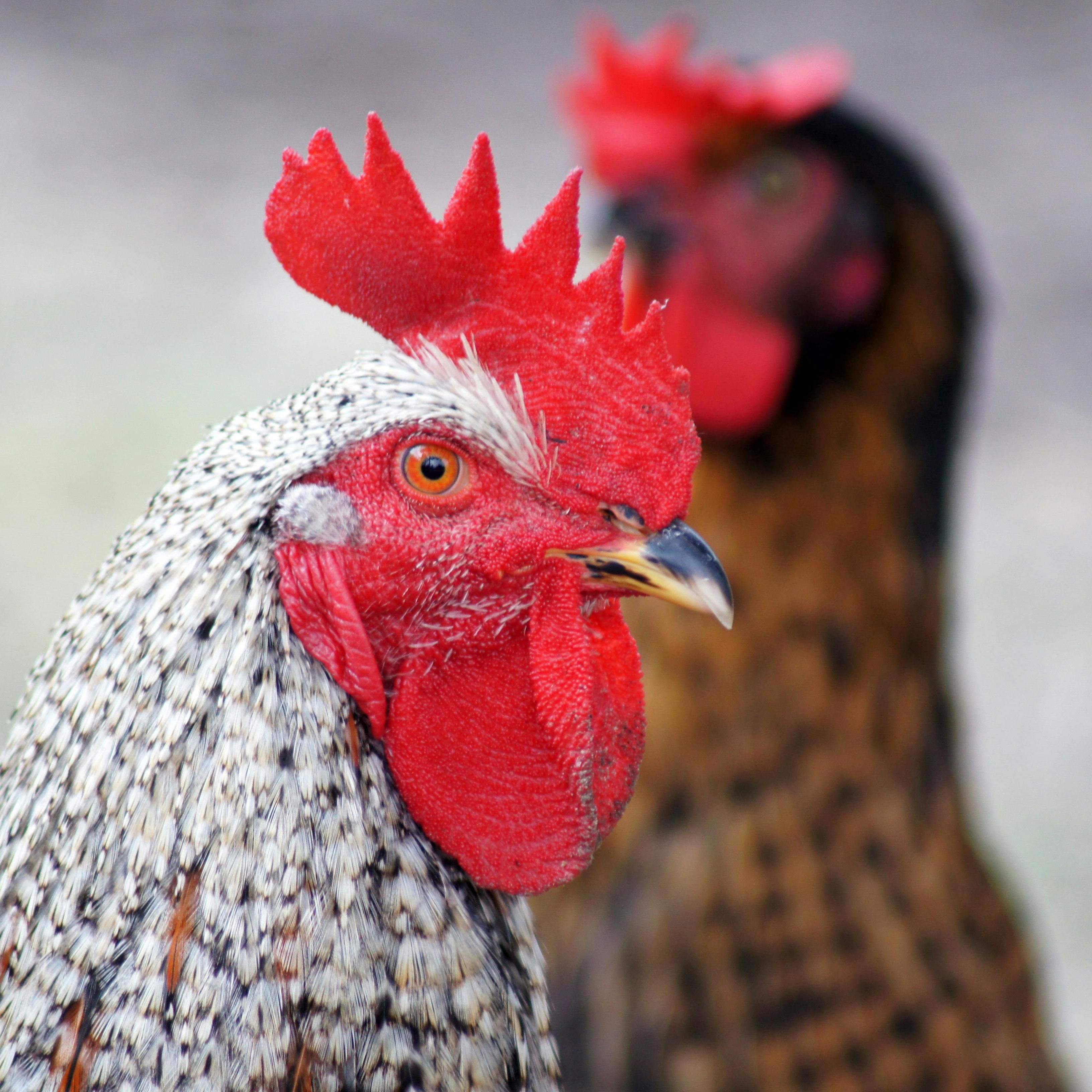 Breeding-Poultry-2(1)