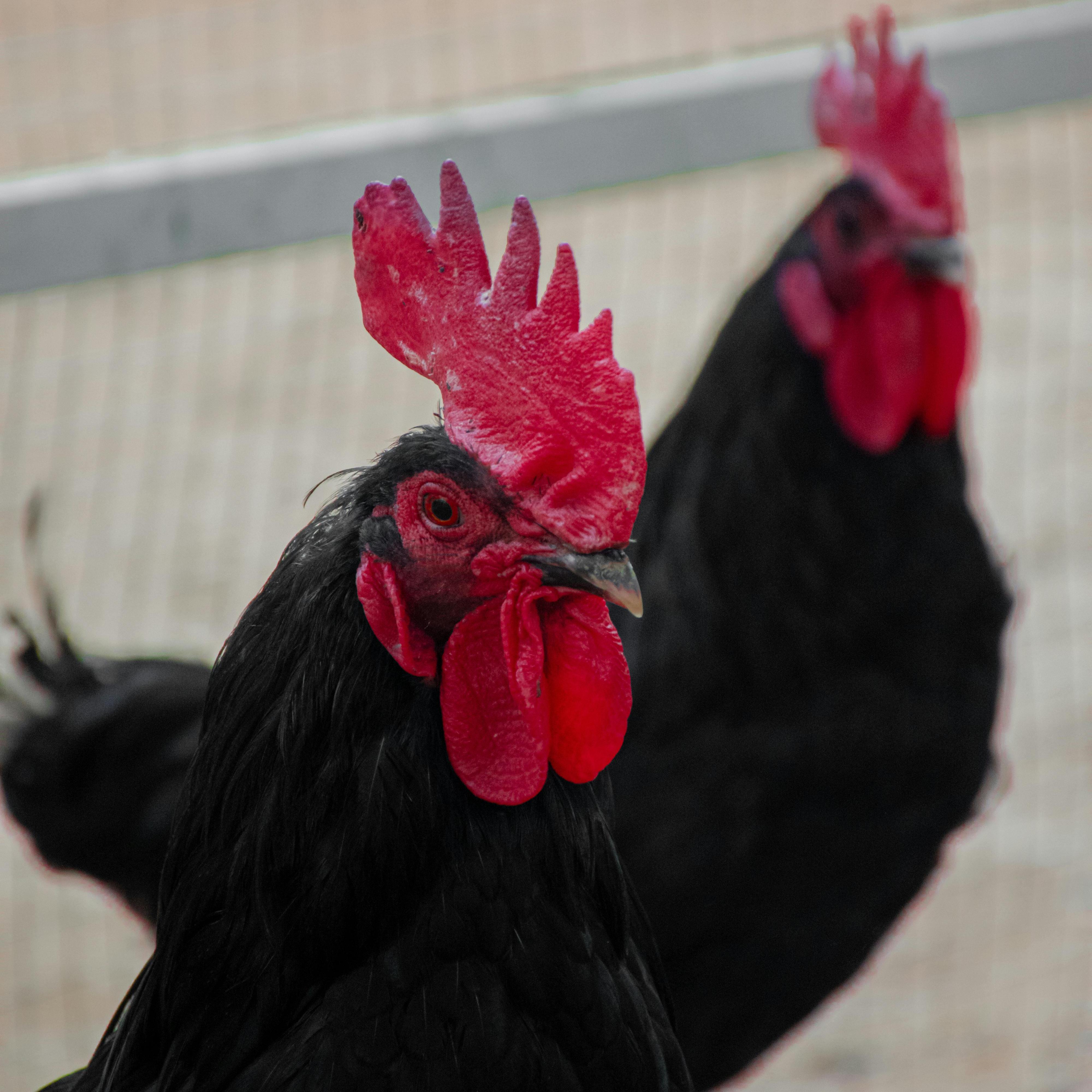 Breeding Poultry (3)