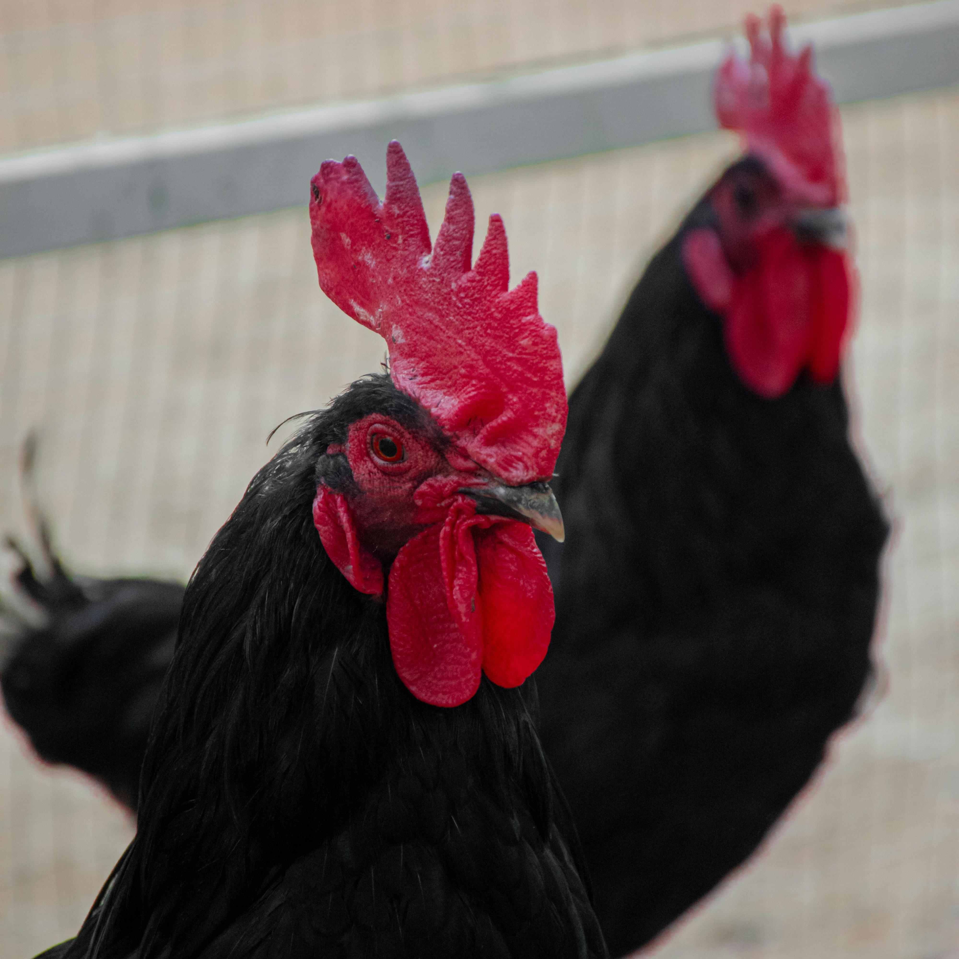 Breeding-Poultry-3(1)