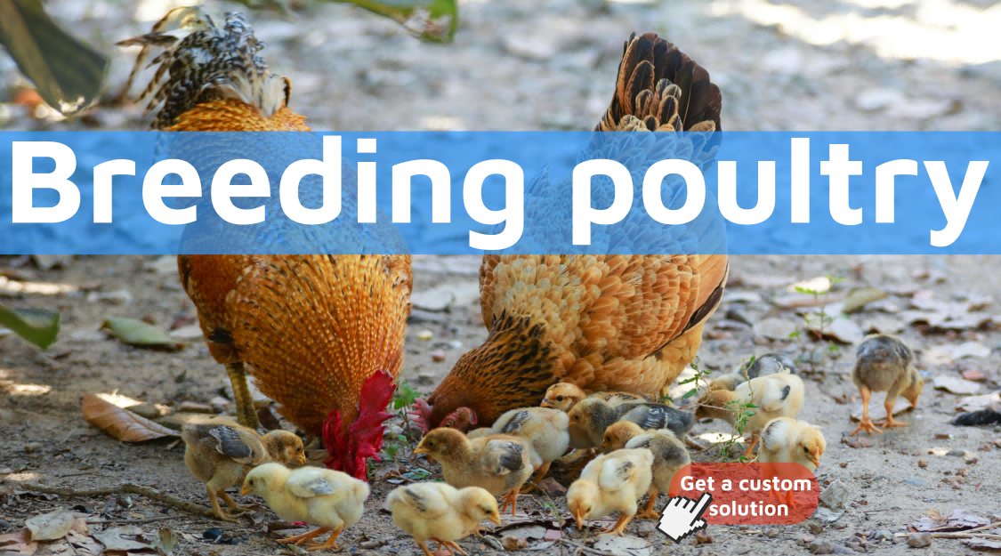 Breeding-Poultry