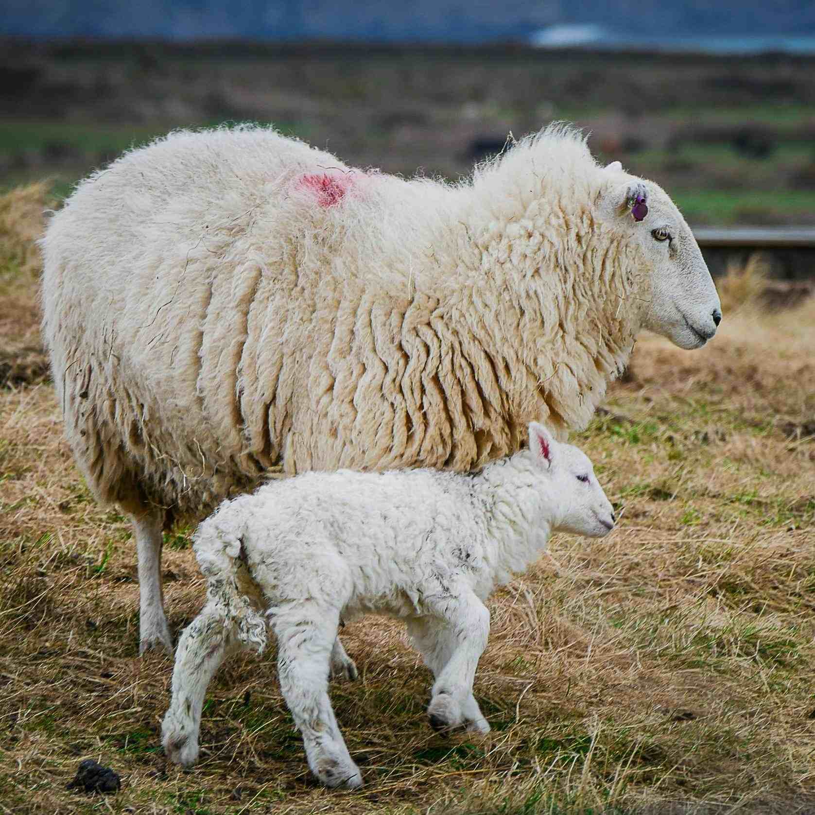 Breeding-cattle-and-sheep-1