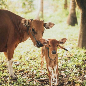 Breeding-cattle-and-sheep-2