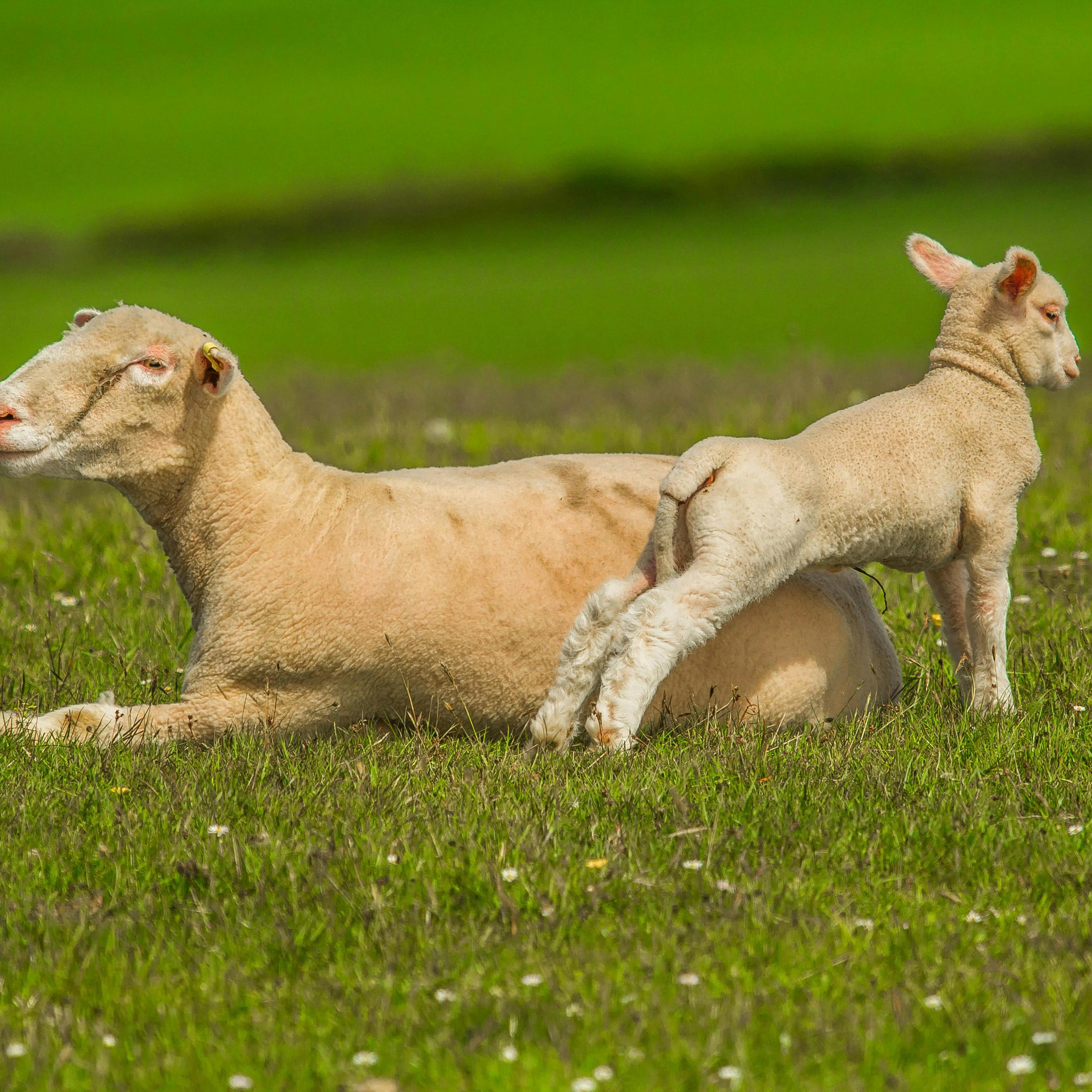 Breeding cattle and sheep