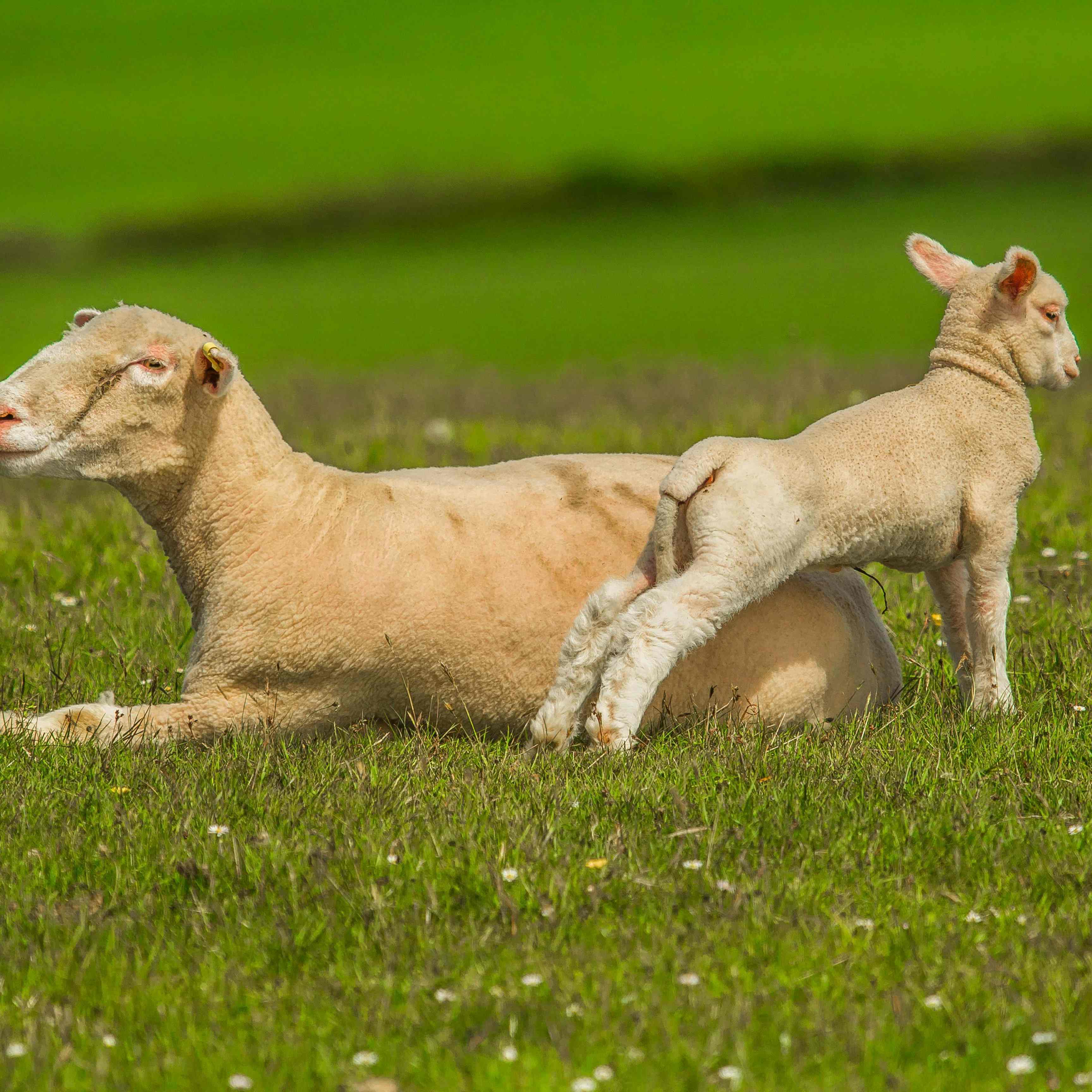 Breeding-cattle-and-sheep-3