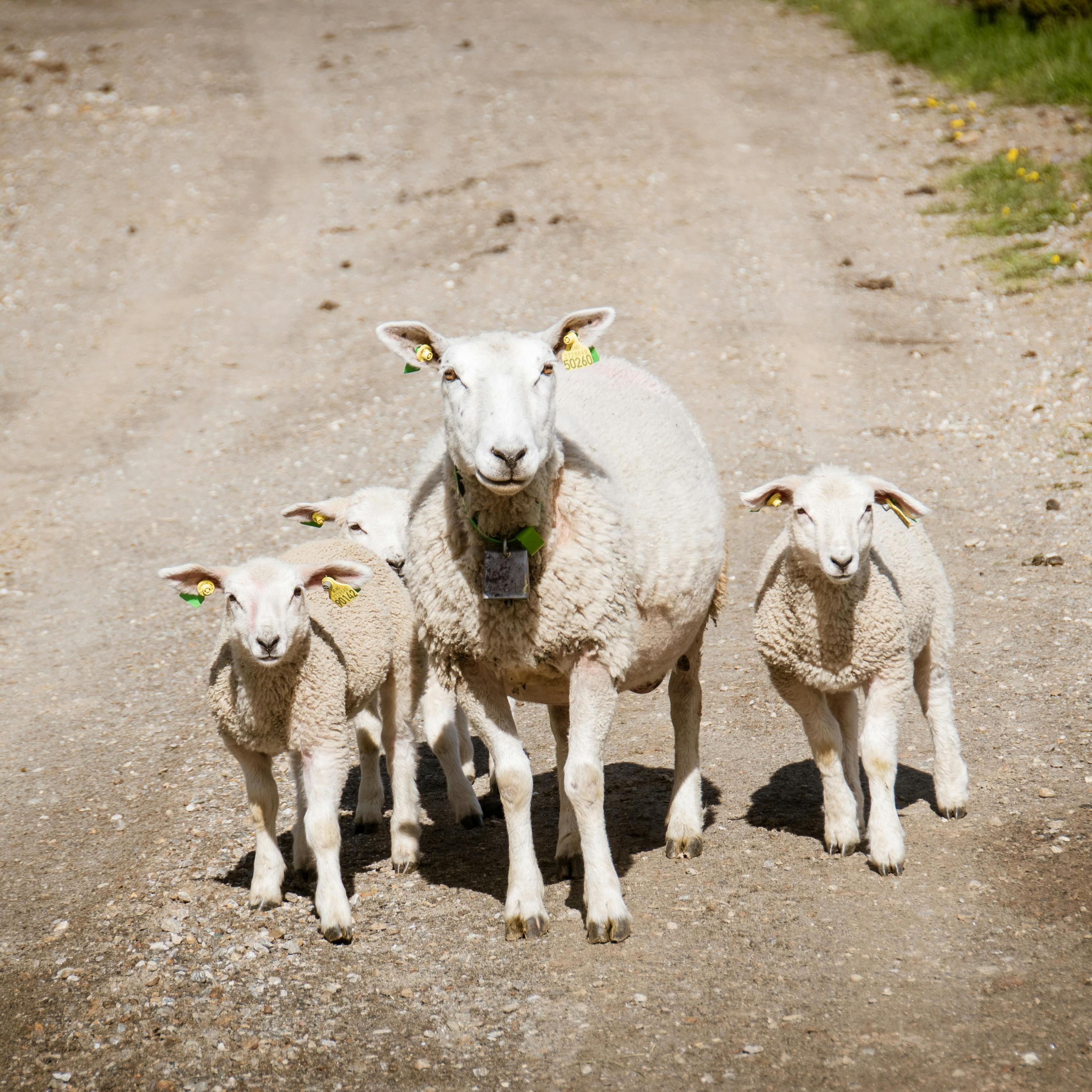 Breeding cattle and sheep