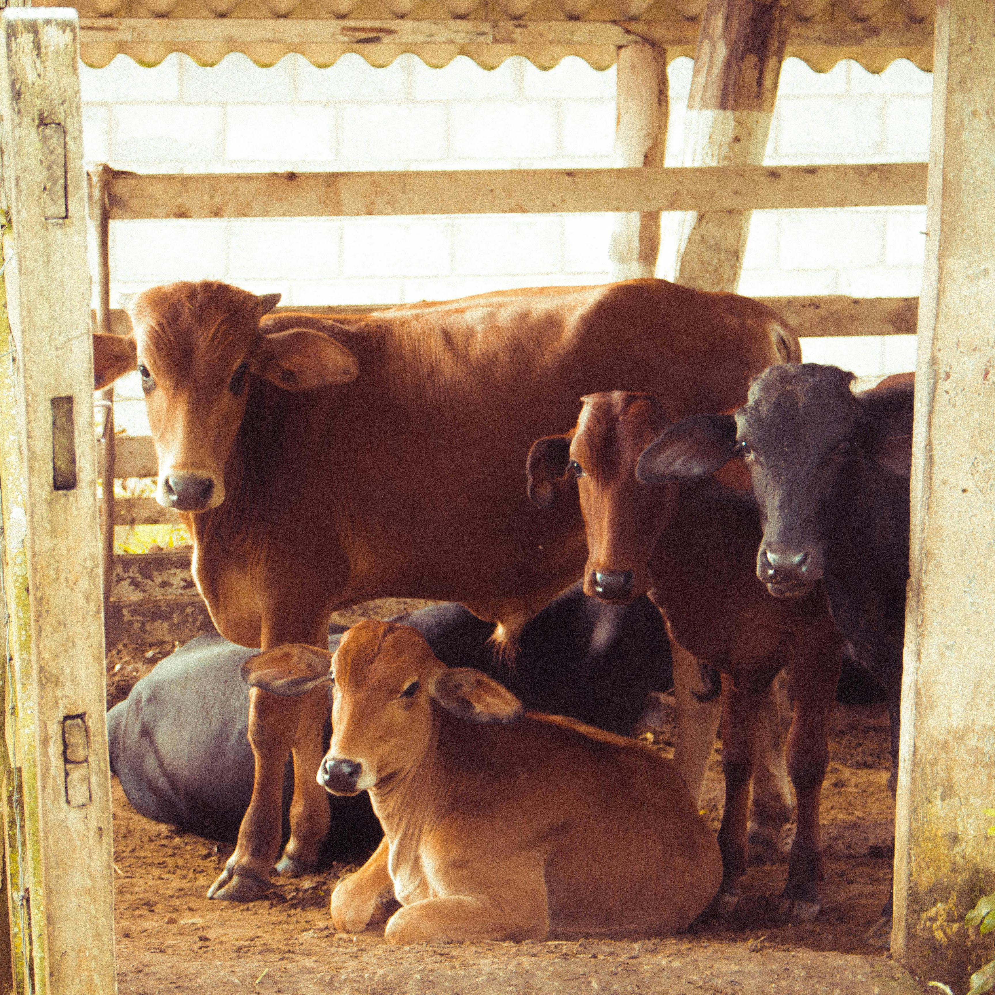 Breeding cattle and sheep