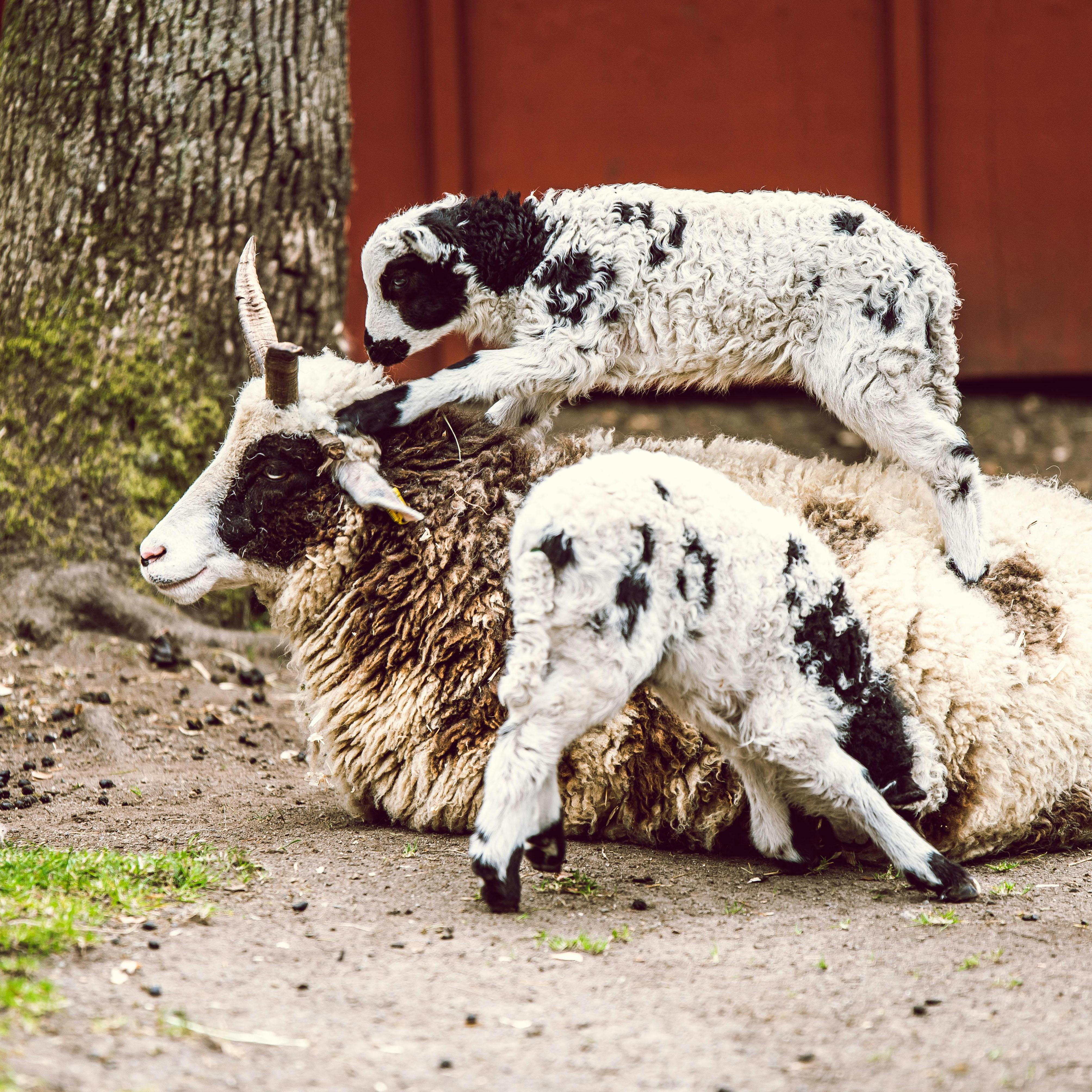 Breeding cattle and sheep