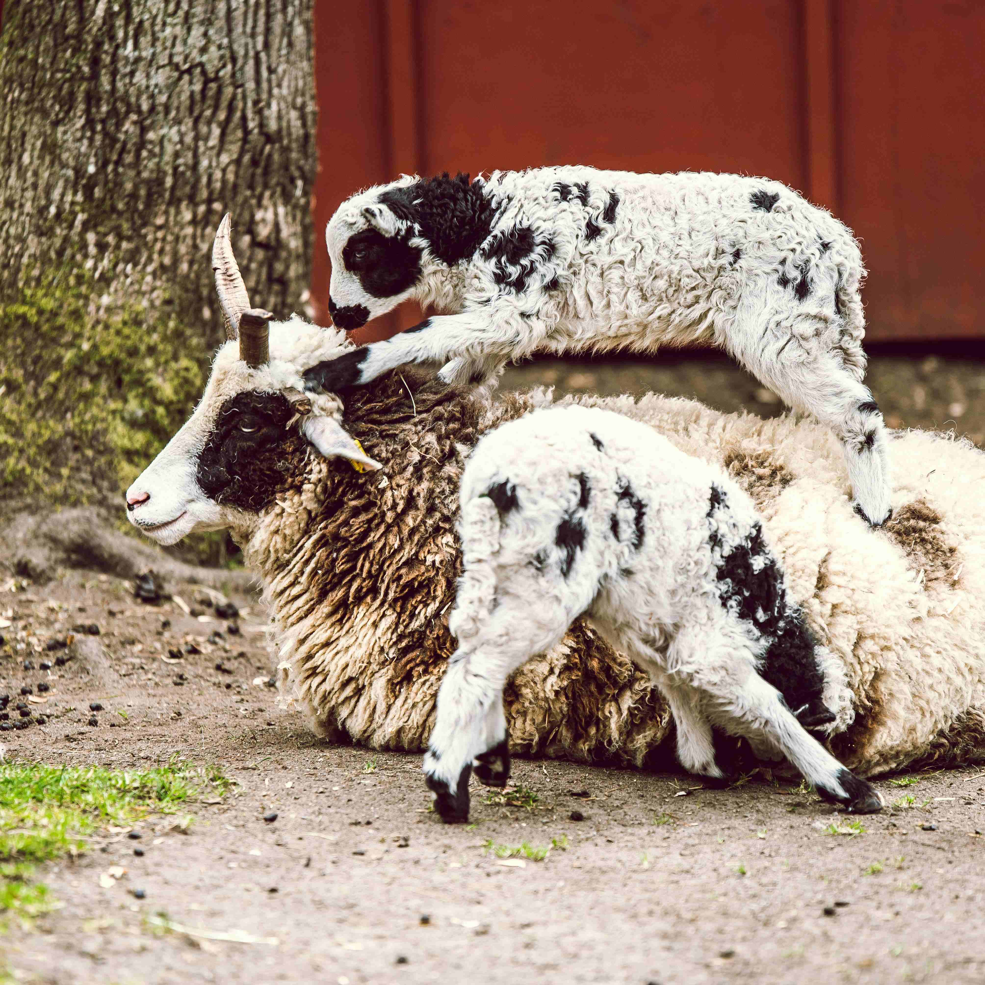 Breeding-cattle-and-sheep-6