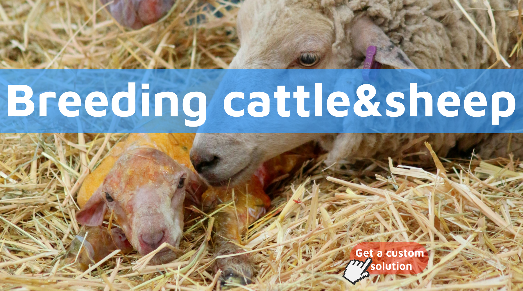 Breeding cattle and sheep