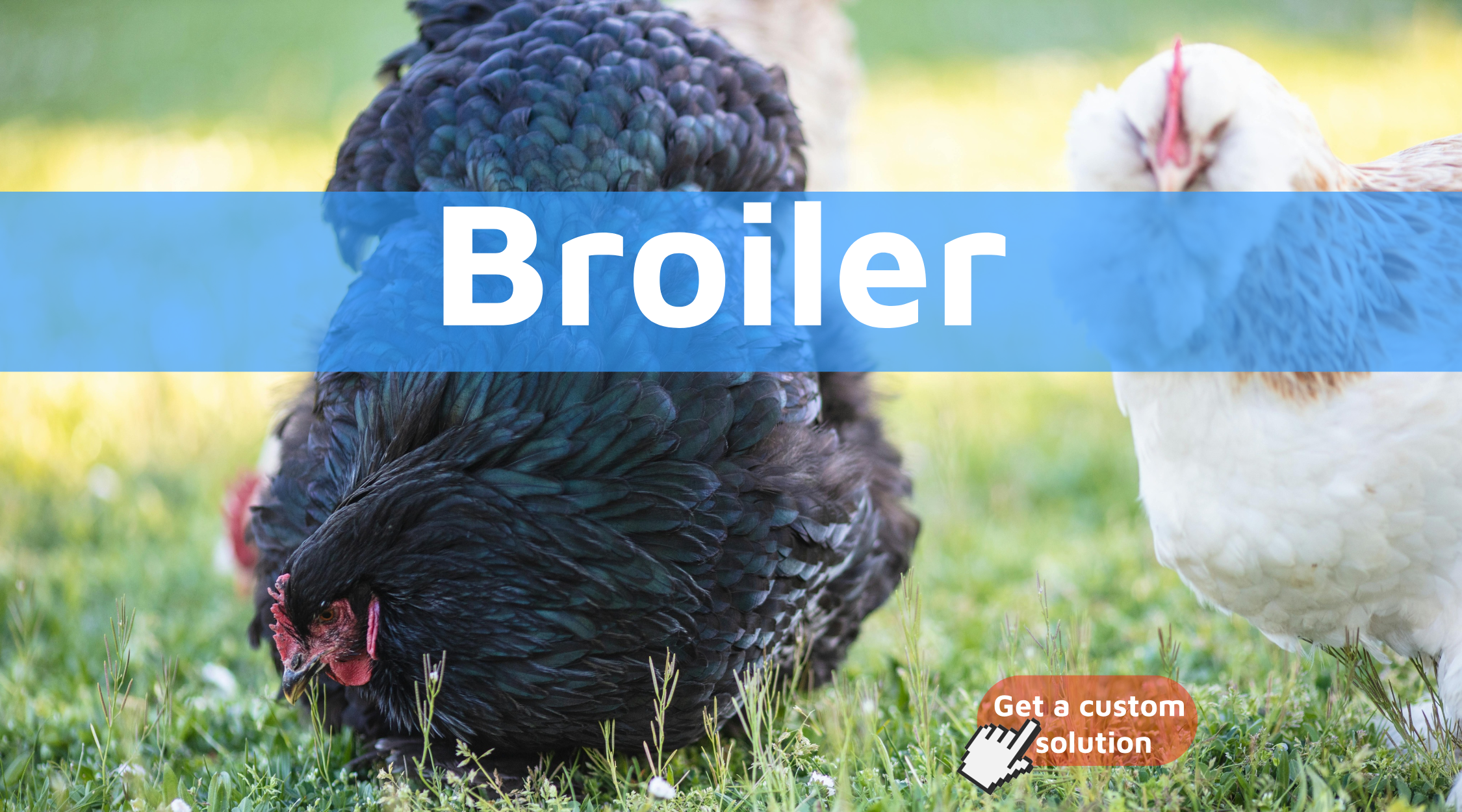 Broiler