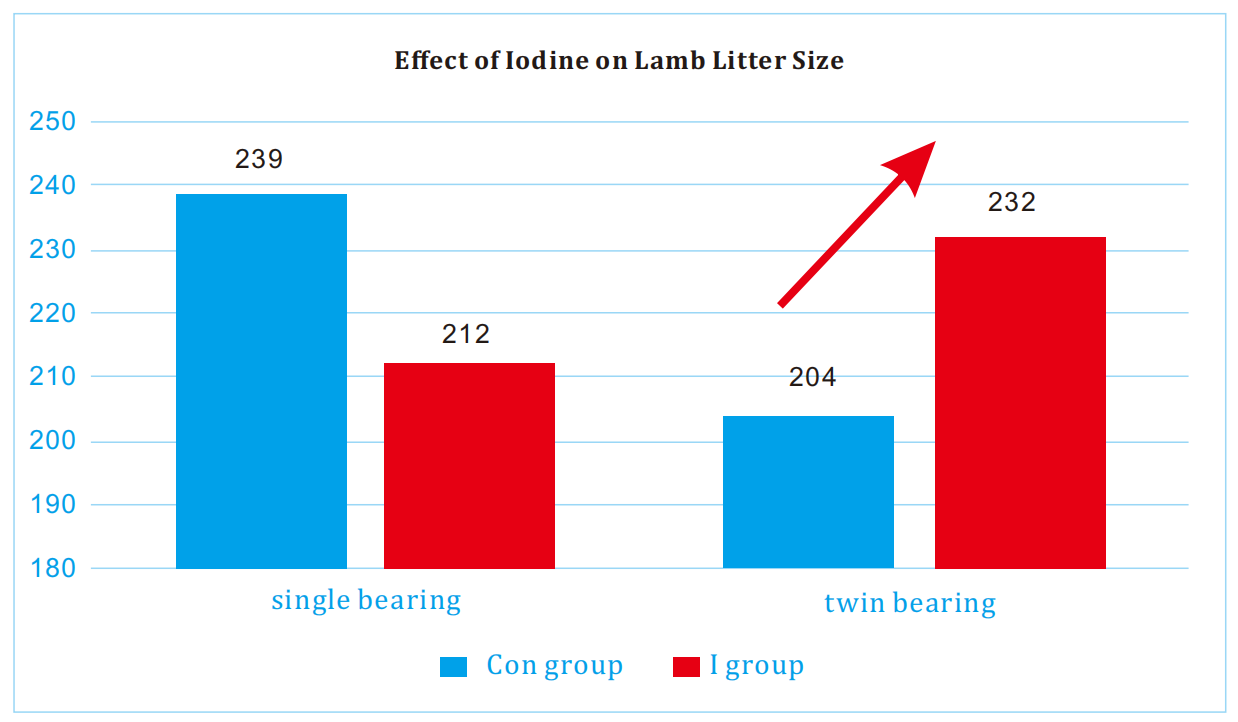 Effect of Iodine on Lamb Litter Size