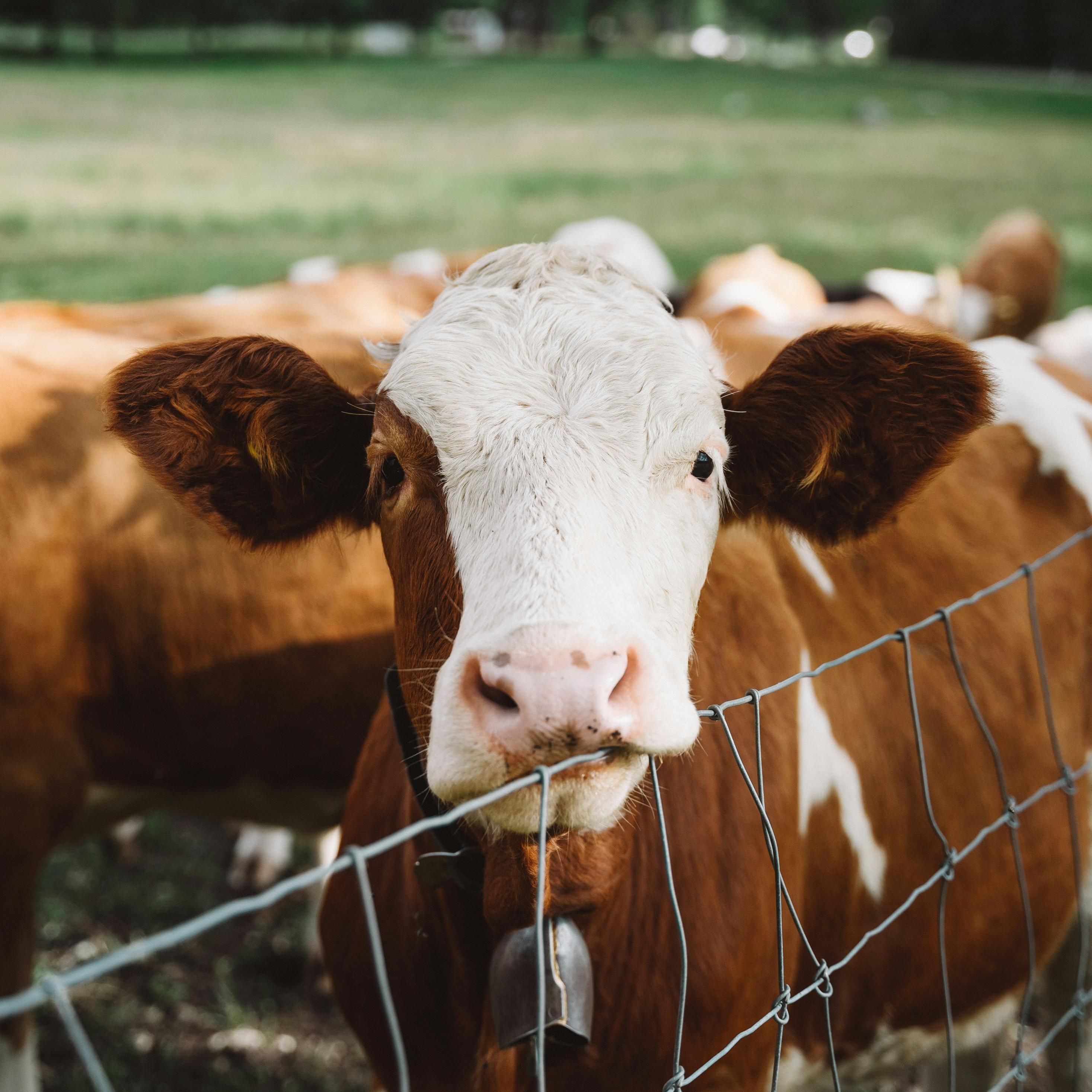 Fattening of cattle and sheep (1)