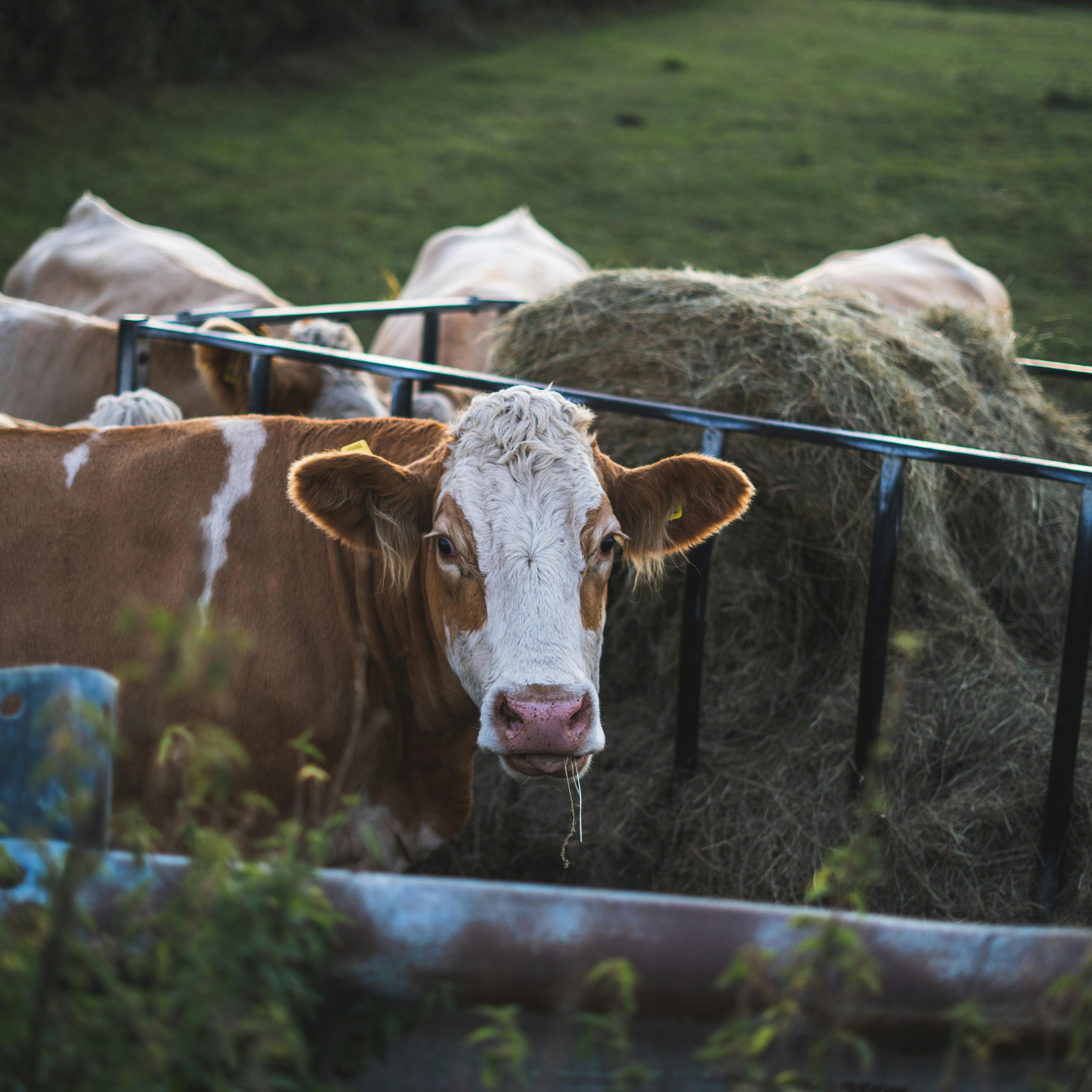 Fattening of cattle and sheep (1)